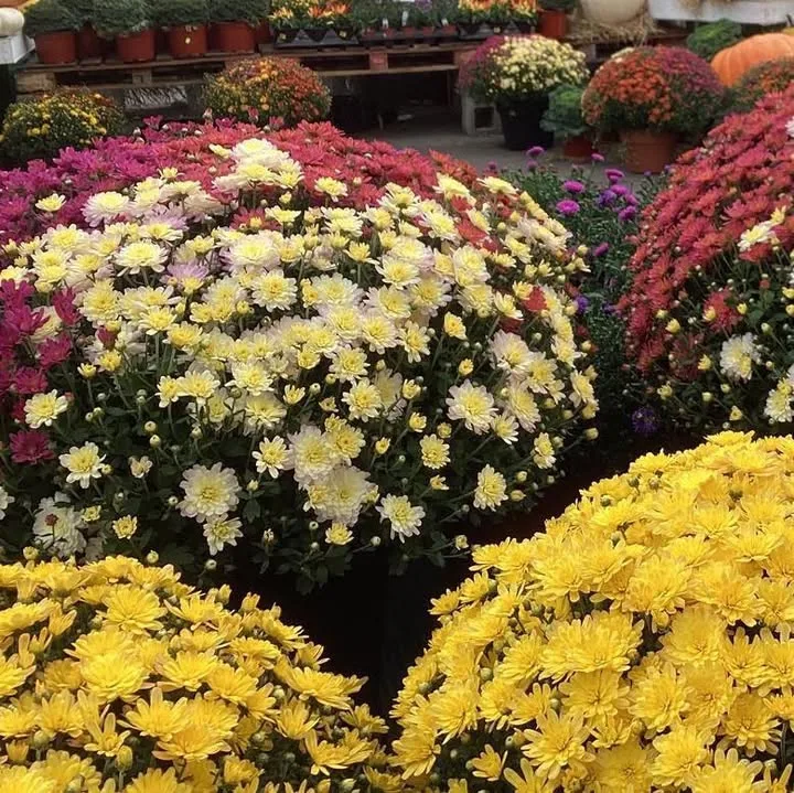 Yellow, white and red mums on tiered stands at the market