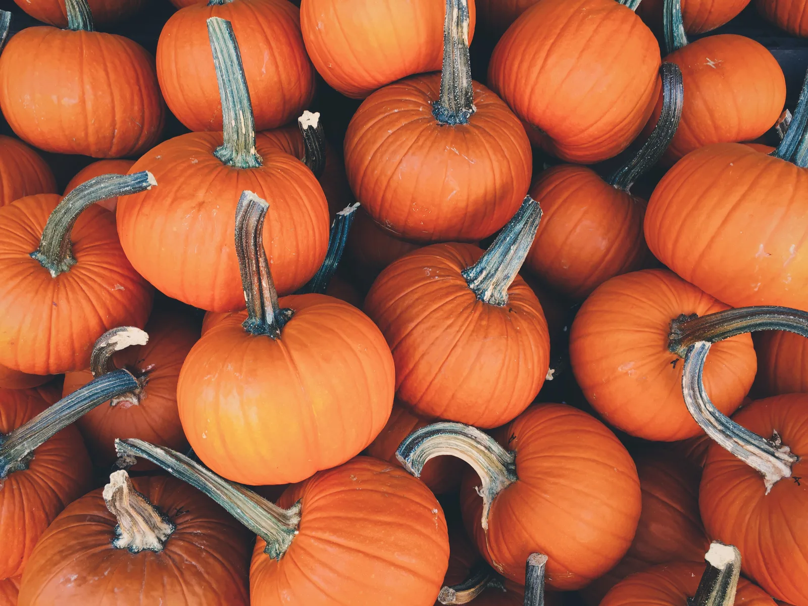 A pile of orange pumpkins with curved green stems