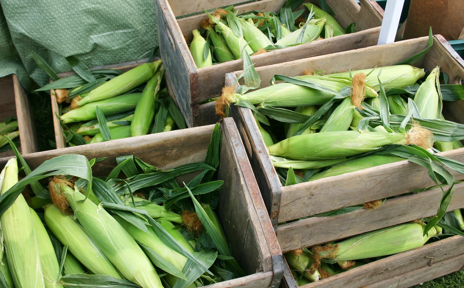 Ears of sweet corn in their husks in wooden crates
